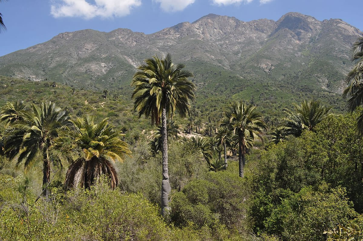 la-campana-pe-uelas-balancing-biodiversity-in-chile-lac-geo